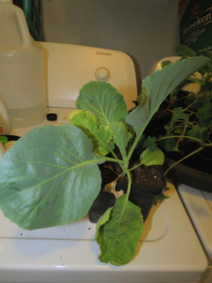 Yellowing, curling leaves: cabbage, broccoli, cauliflower, parsley = Calcium deficiency? Cabbag10