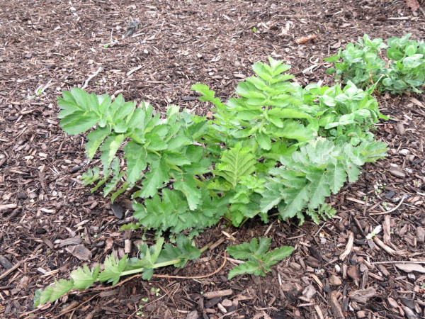 Help ID Apiaceae / Umbelliferae weed? Img_5010