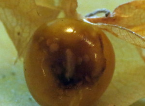 Ground Cherries Maggot10