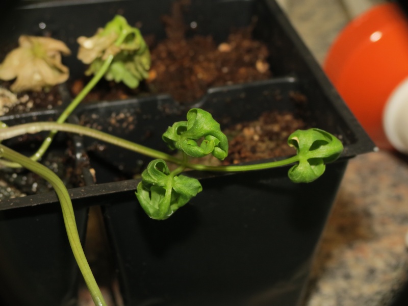 Yellowing, curling leaves: cabbage, broccoli, cauliflower, parsley = Calcium deficiency? Parsle10