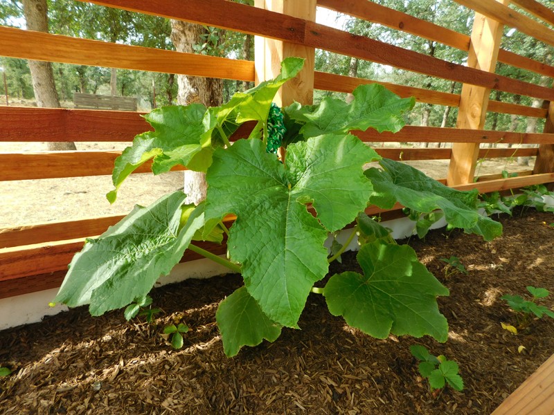 Spaghetti Squash Spaghe10