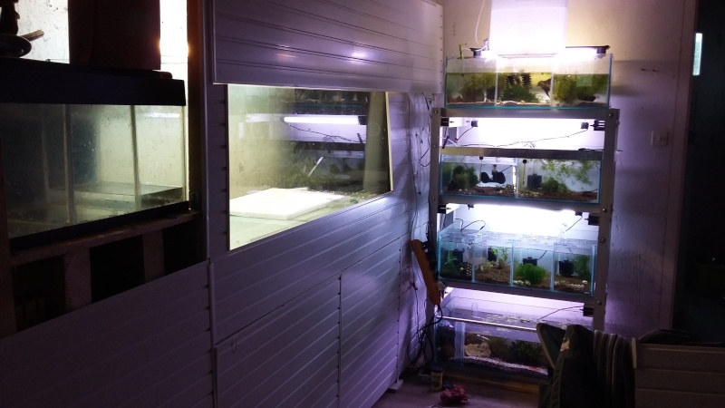 fish&shrimp dans le garage 20160410