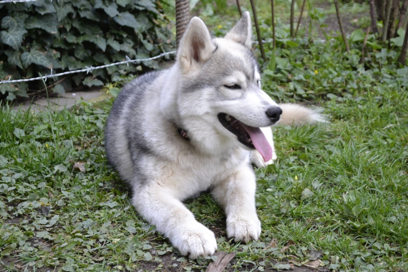 Husky size 13002410