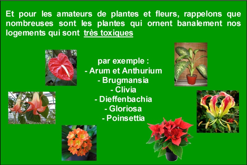 Plantes décoratives toxiques 312