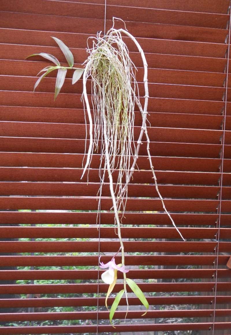 Dendrobium aphyllum Dendro10