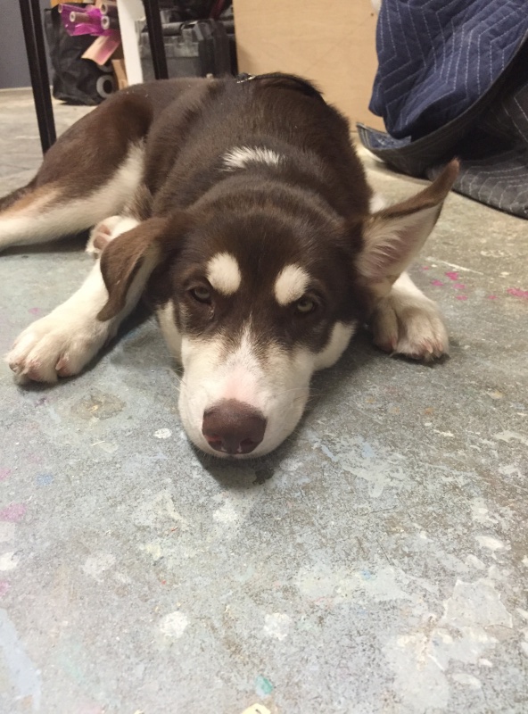 Our new husky pup! And questions about ears! Image34