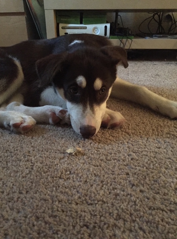 Our new husky pup! And questions about ears! Image35