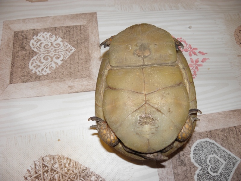 identification tortue boîte P4220311