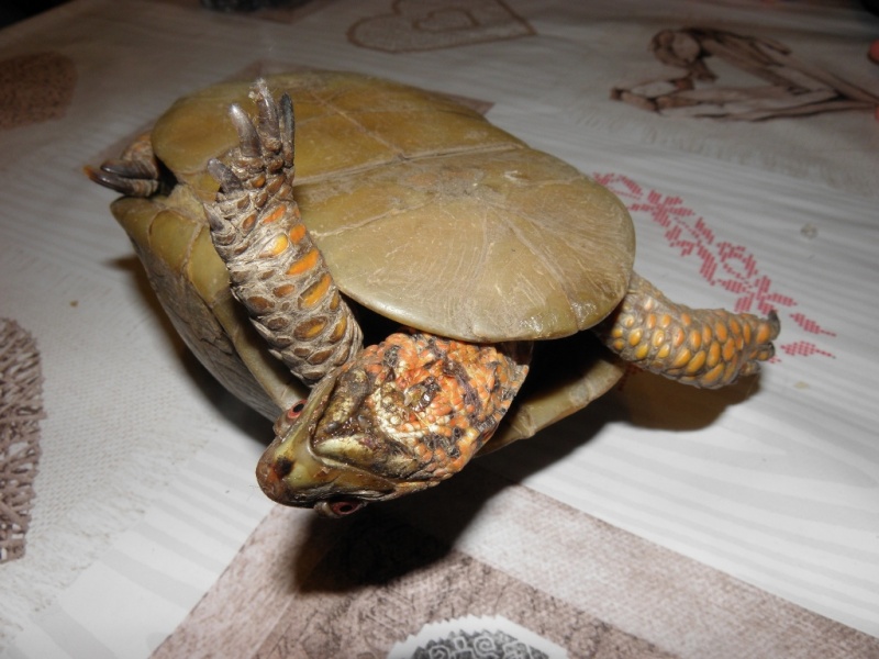 identification tortue boîte P4220312