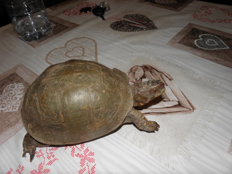 identification tortue boîte P4220314