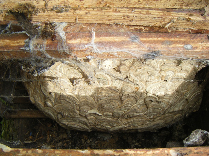 Un nid dans une ruche Dscf4010
