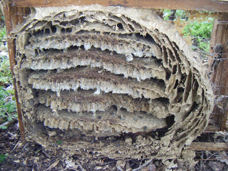 Un nid dans une ruche Dscf4013