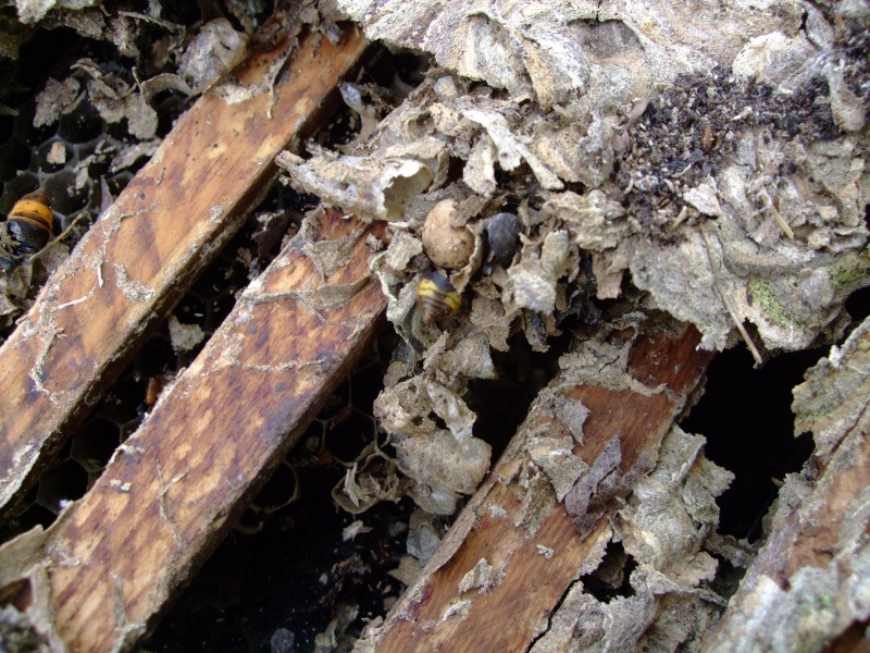 Un nid dans une ruche Dscf8313