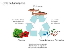 Les avantages de l'aquaponie Cycle-11