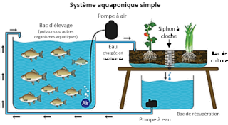 Les avantages de l'aquaponie Systym10