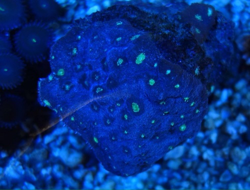 Stok coral pilihan JAVAREEF 1_110