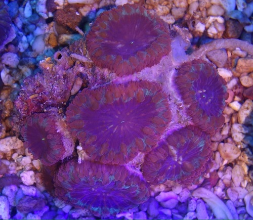 Stok coral pilihan JAVAREEF 1_1710