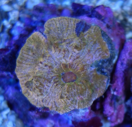Stok coral pilihan JAVAREEF 1_2010