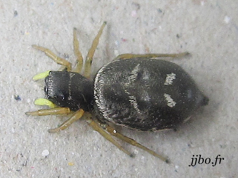 Heliophanus cupreus a001 A001-110