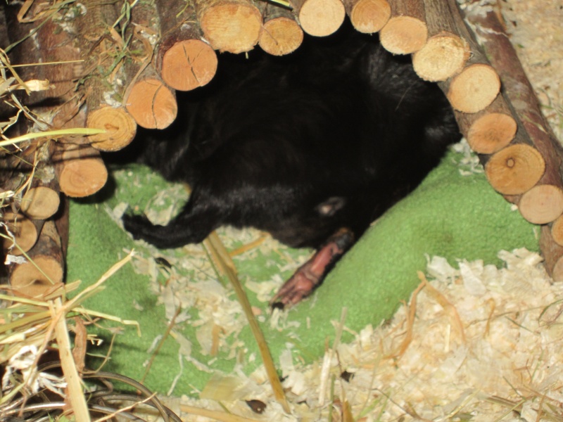 Sleeping guinea pigs :-) Aladdi16