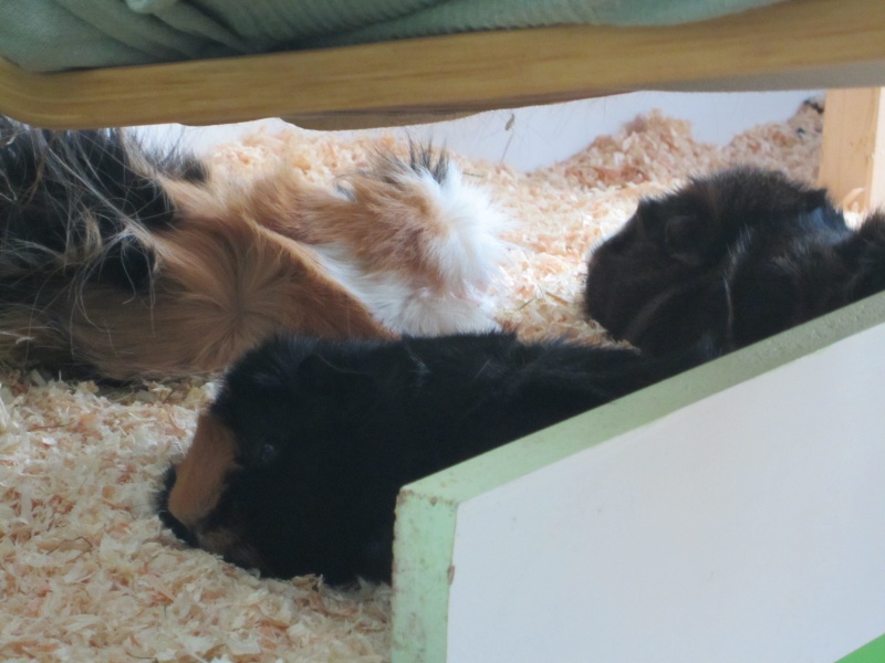 Sleeping guinea pigs :-) April_13