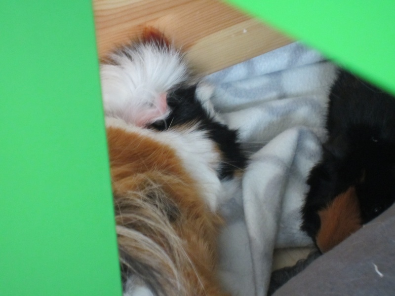 Sleeping guinea pigs :-) Balu_a10