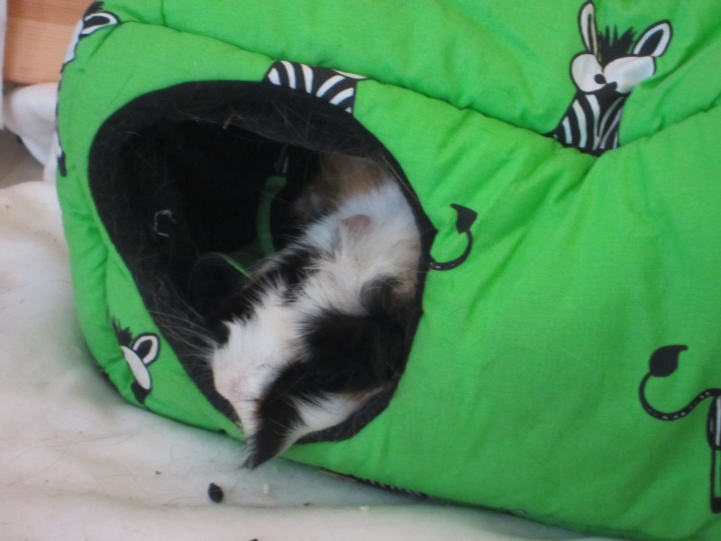 Sleeping guinea pigs :-) Balu_j10