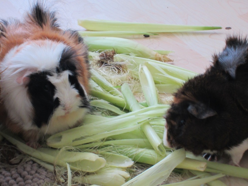 Food for "my" guinea pigs Balu_m11