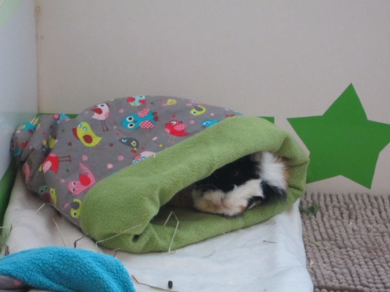 Sleeping guinea pigs :-) Balu_m12