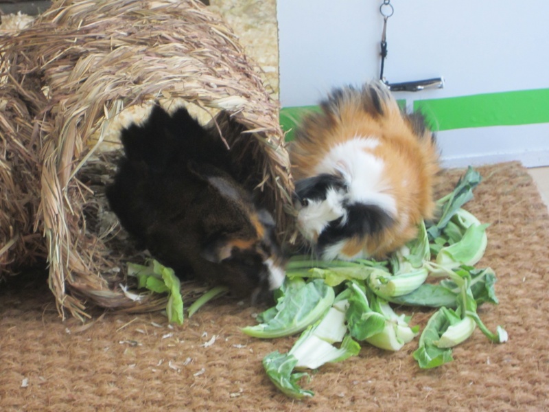 Food for "my" guinea pigs Dez_1412