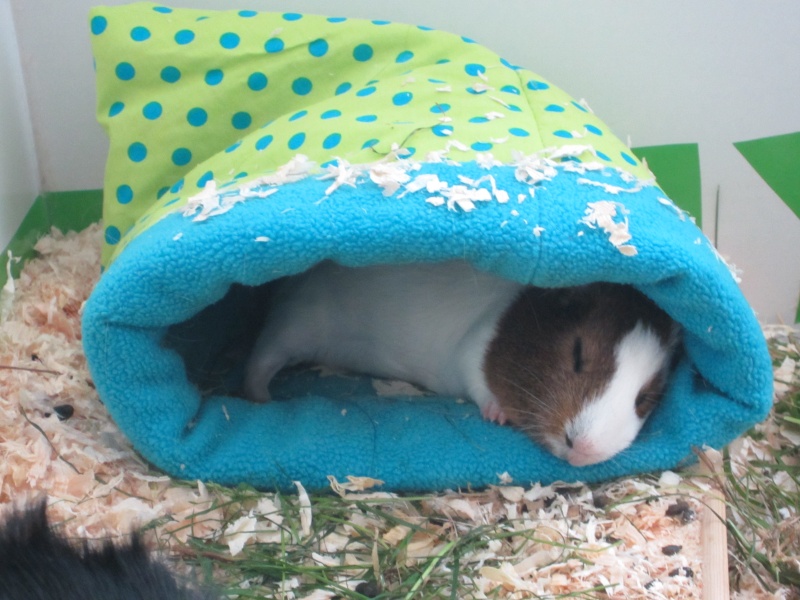 Sleeping guinea pigs :-) Emil_m12