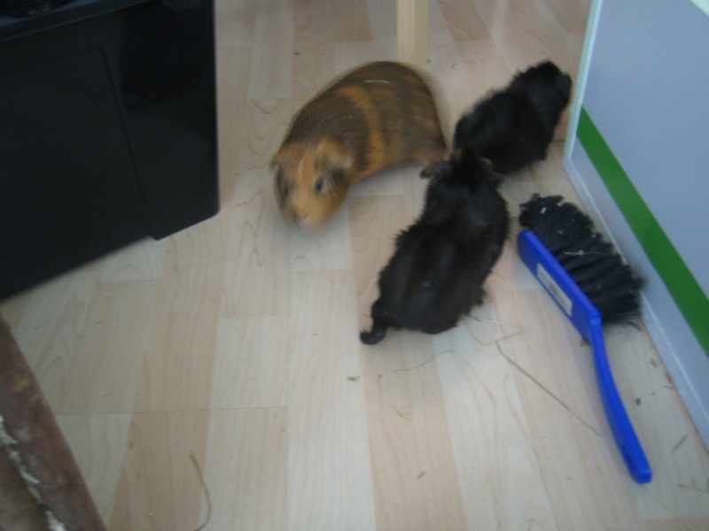 Guinea Pigs in action Img_7512