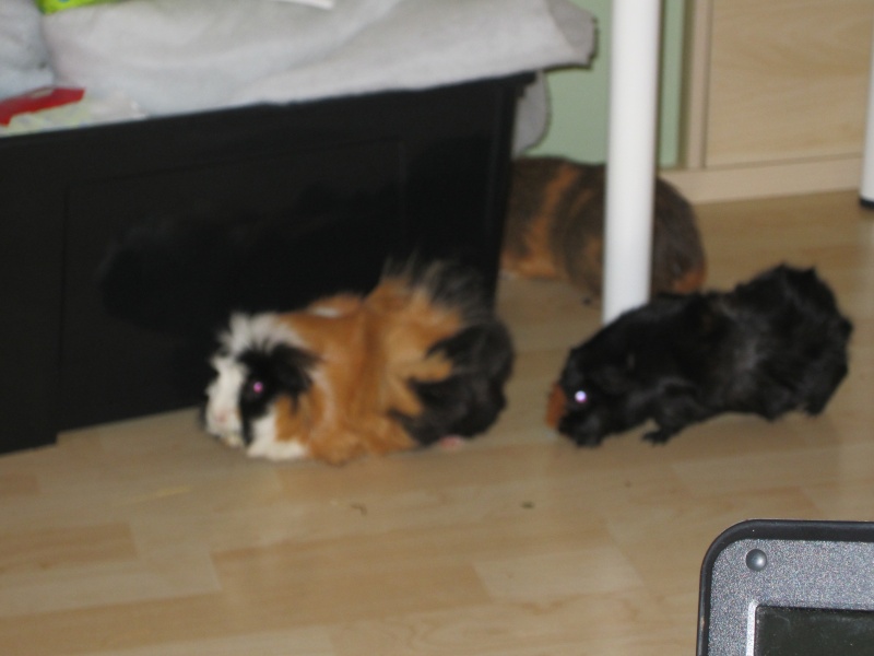 Guinea Pigs in action Jan_1511