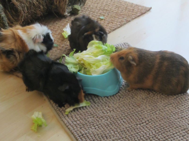 Food for "my" guinea pigs Jan_1515