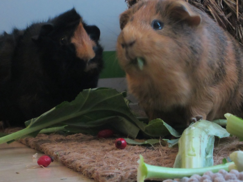 Food for "my" guinea pigs Jan_1516