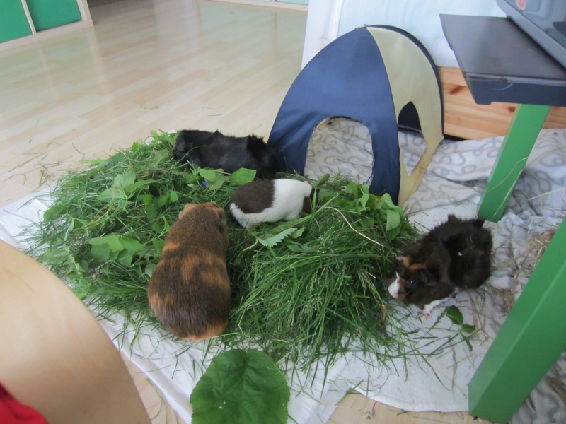 Food for "my" guinea pigs Mai_1510