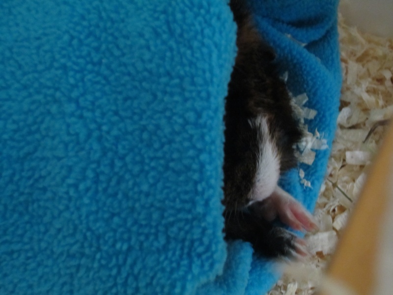 Sleeping guinea pigs :-) Meersc13
