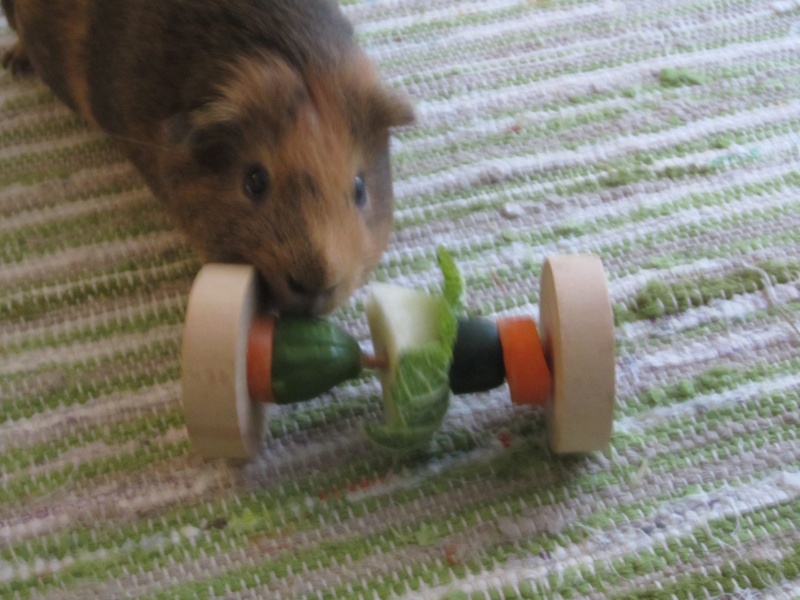 Food for "my" guinea pigs Pumba_12