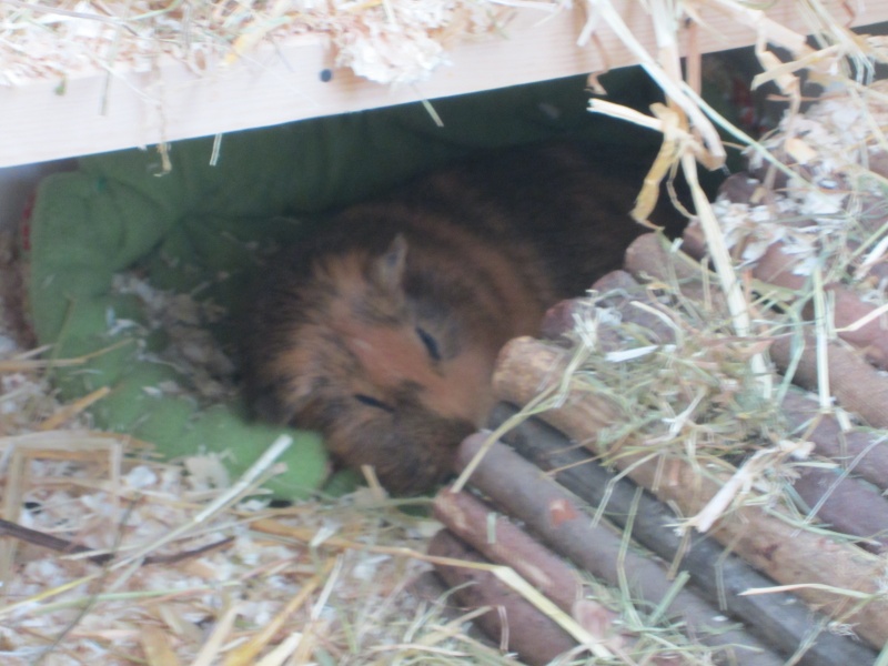 Sleeping guinea pigs :-) Pumba_13