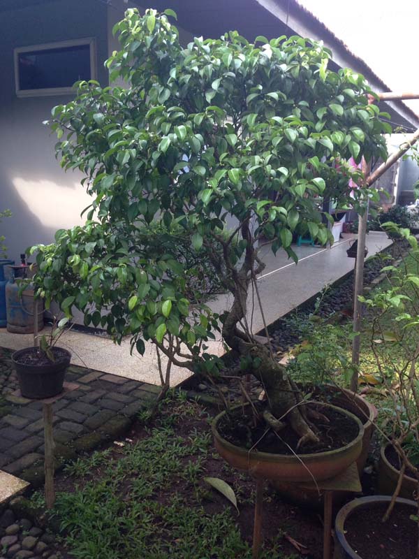 Ficus Bejamin 16 years in progress 00110