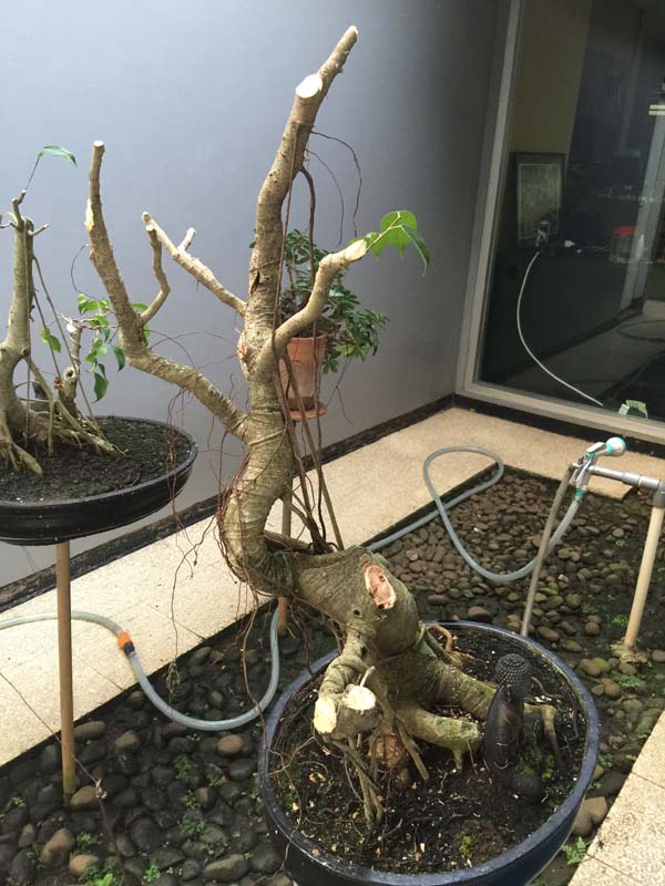 Ficus Bejamin 16 years in progress 00410