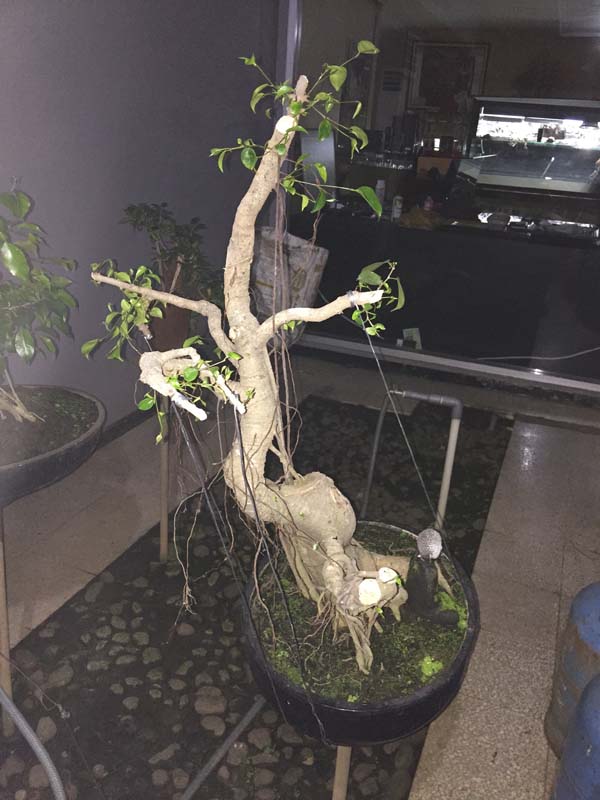 Ficus Bejamin 16 years in progress 00510