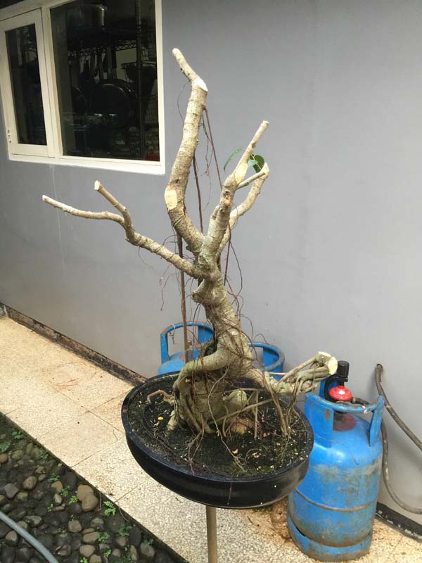 Ficus Bejamin 16 years in progress 00610