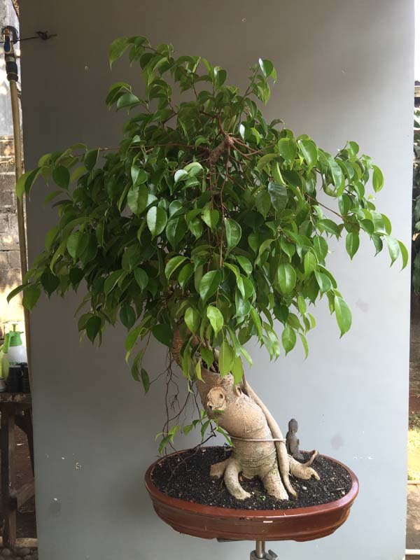 Ficus Bejamin 16 years in progress 01110