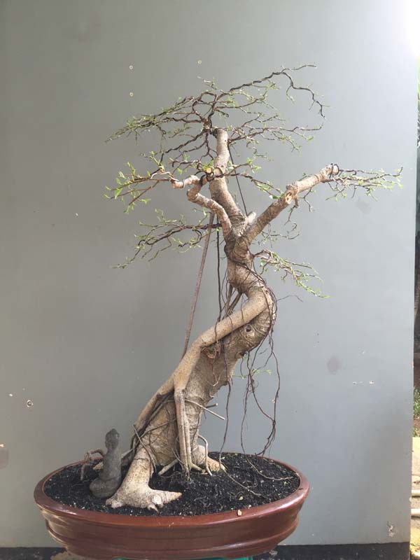 Ficus Bejamin 16 years in progress 01310