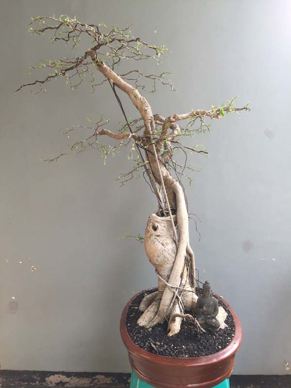 Ficus Bejamin 16 years in progress 01410