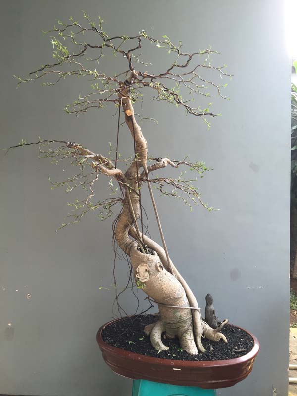 Ficus Bejamin 16 years in progress 01510