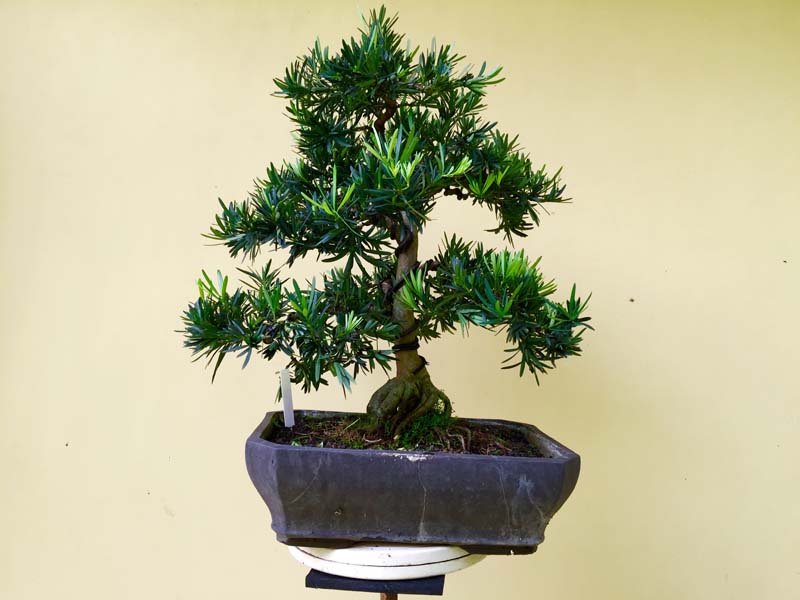 Podocarpus macrophyllus Buddist pine Formal Upright Img_0011