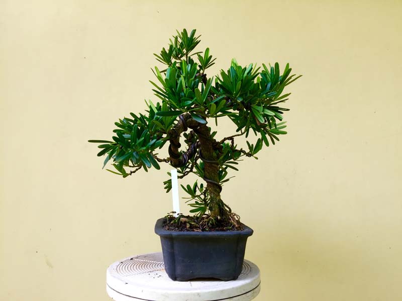 Podocarpus macrophyllus Buddist pine semi cascade Img_0018