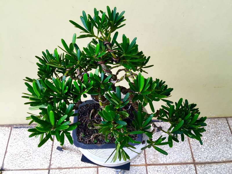 Podocarpus macrophyllus Buddist pine semi cascade Img_0021